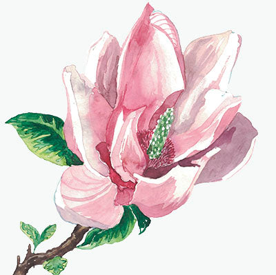 Magnolia -kortti